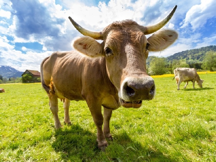 Konferencja - Zrównoważony chów bydła w kontekście Zielonego Ładu