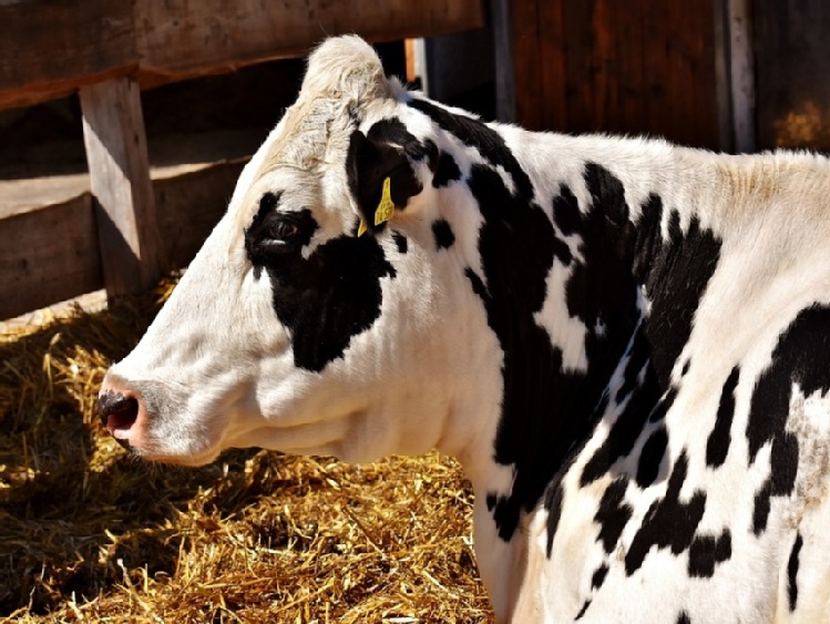 Grupa Lactalis przejmuje znanego producenta z Niemiec