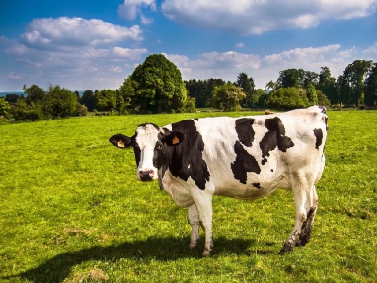 Ceny surowego mleka wzrosły o 30% w ciągu roku