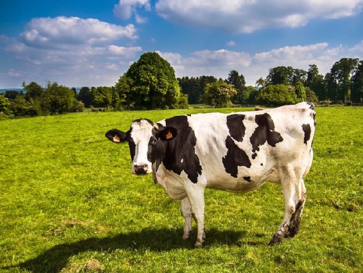 Chiny: Fonterra sprzedaje swoje farmy mleczne w Ying i Yutian