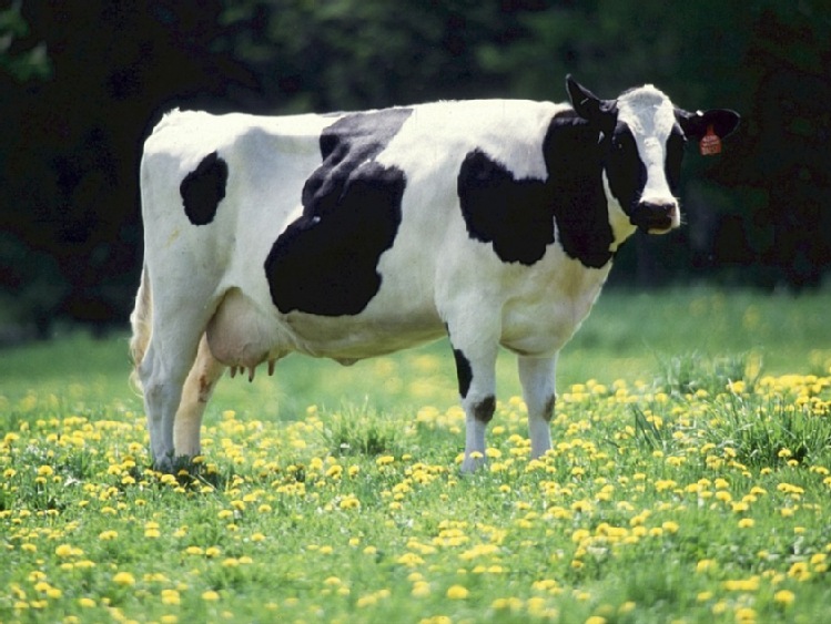 Badania wykazują, że Bio-Mos® plus mleko to większe dzienne przyrosty cieląt oraz więcej mleka w pierwszej laktacji.
