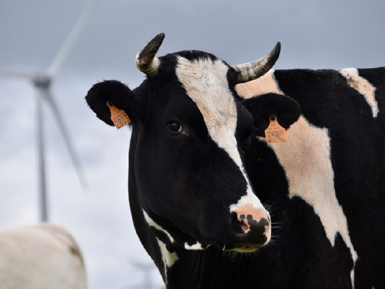 Dlaczego Brexit jest zagrożeniem w mleczarstwie?