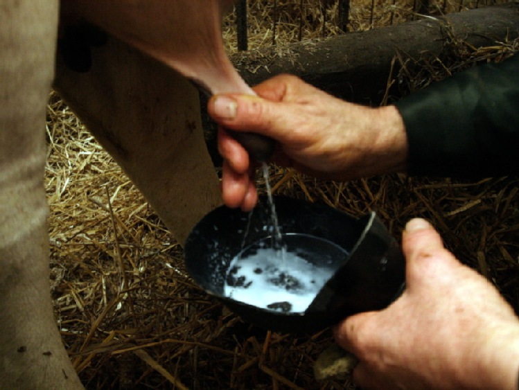 Wahania produkcji mleczarskiej na świecie
