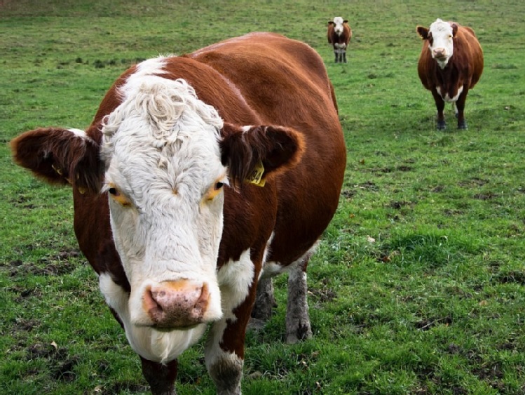 Nie będzie obowiązku spisu zwierząt gospodarskich dla posiadaczy bydła