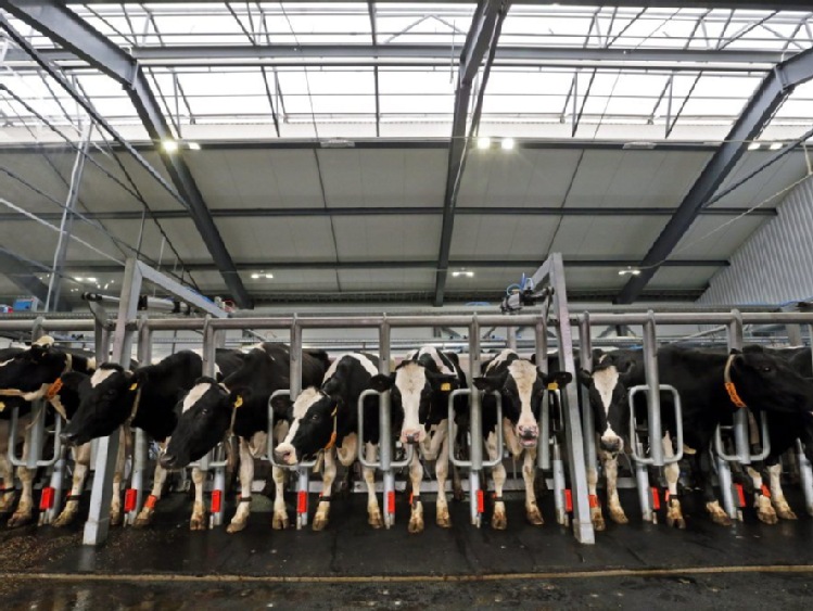 Rosja czasowo zakazuje importu części białoruskich produktów mlecznych
