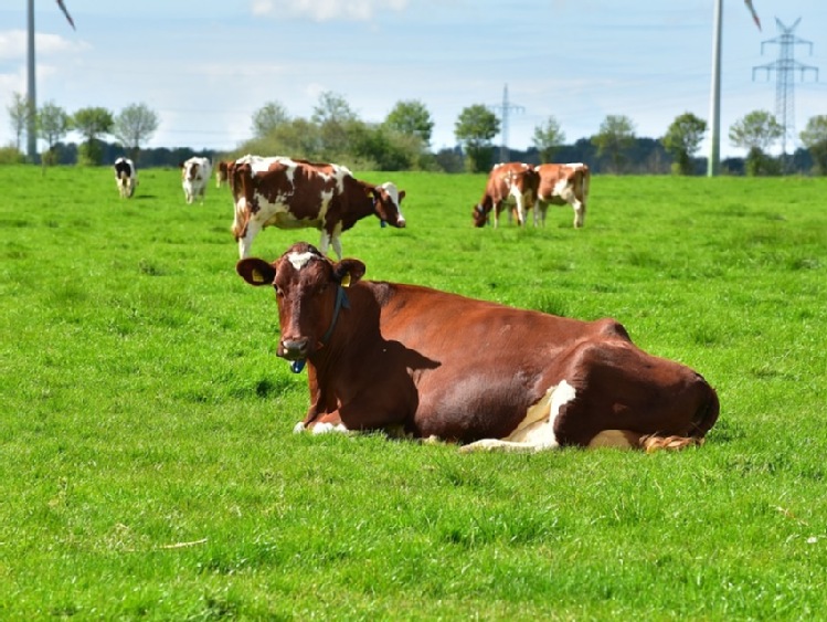 Nowe formy wsparcia dla producentów mleka, świń i owiec