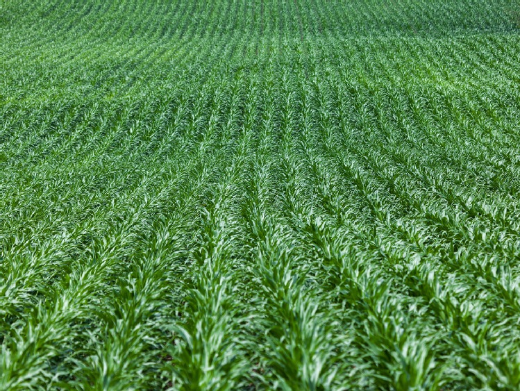 Nawozy donasienne-przeciwdziałanie skutkom suszy w uprawie kukurydzy