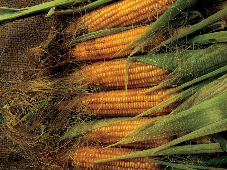 Ceny ukraińskiej kukurydzy ciągle rosną