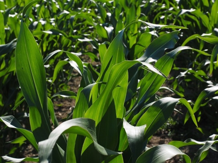 Typy ziarna kukurydzy