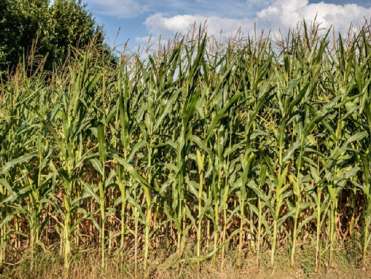 Producenci: tegoroczne zbiory kukurydzy w Polsce na poziomie 3,5 mln ton