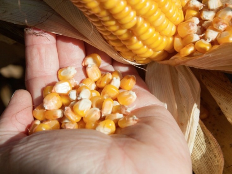 Optymalny termin zbioru kukurydzy