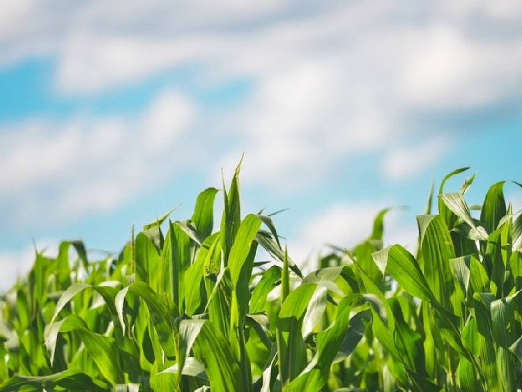 Podsumowanie sezonu uprawy kukurydzy