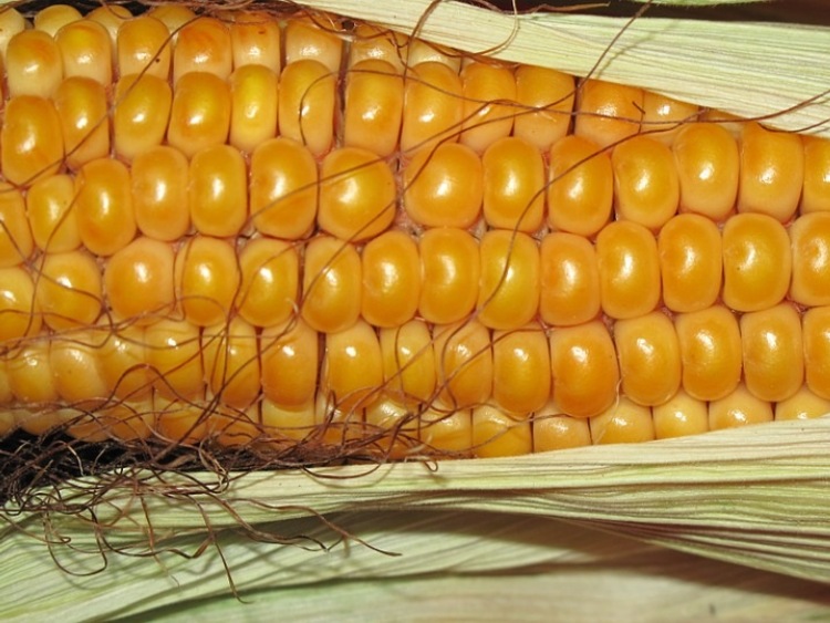 Kukurydziane żniwa dobiegają końca