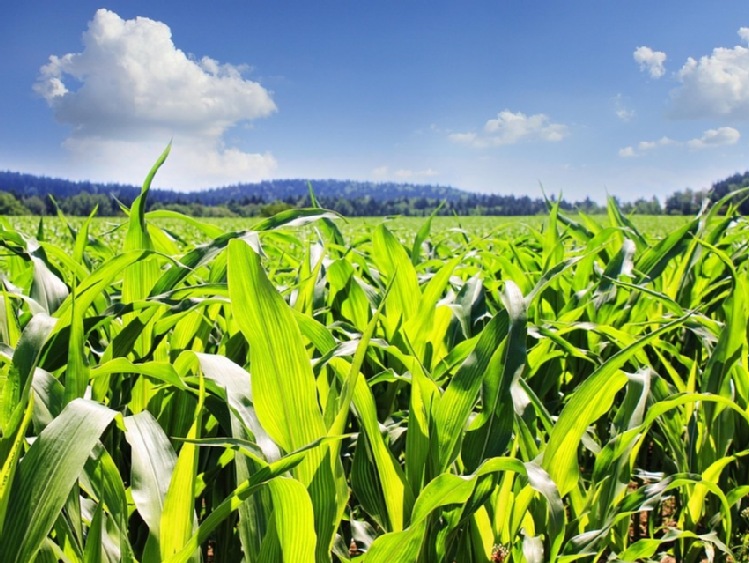 Światowe zapasy zbóż zredukowane do minimum