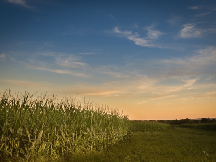 Klimatyczny bilans wodny – uwzględniono kukurydzę na ziarno oraz na kiszonkę na I kategorii gleb