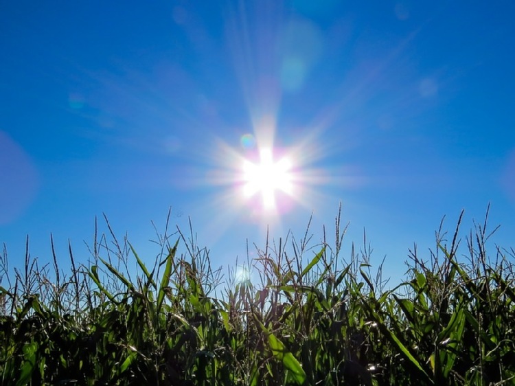 Dokarmianie kukurydzy fosforem i cynkiem