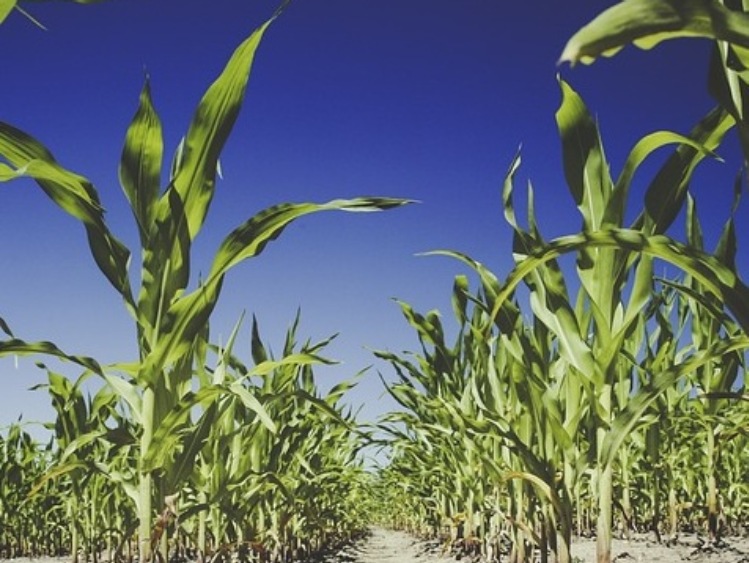Rolnicy, którzy ponieśli w 2020 r. straty w uprawach spowodowane niekorzystnymi zjawiskami atmosferycznymi, mogą składać wnioski o pomoc