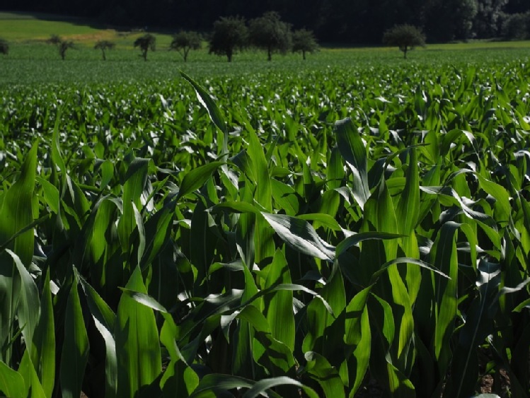 Podsumowanie zbiorów  kukurydzy 2017