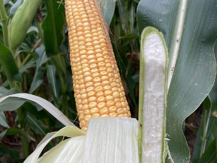 Dlaczego zależy nam na jak najwyższej strawności włókna w kiszonce z kukurydzy?