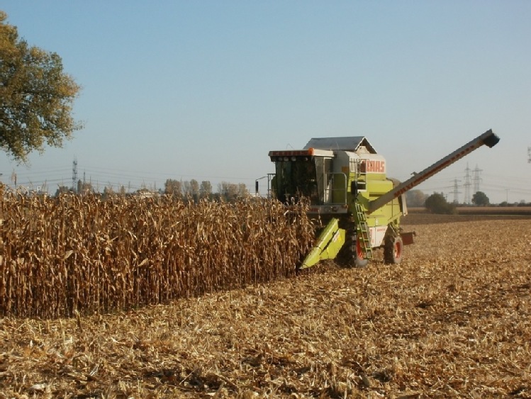 „Boom” na import kukurydzy w Chinach