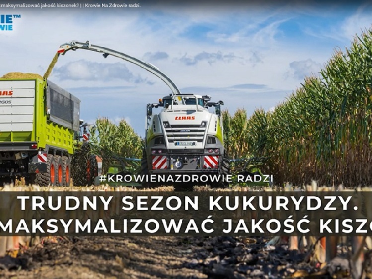 Trudny sezon kukurydzy. Jak zmaksymalizować jakość kiszonek?