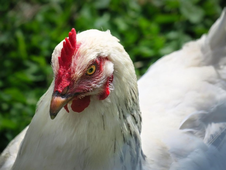 Czy Europa stoi w obliczu kryzysu epidemii grypy ptaków?