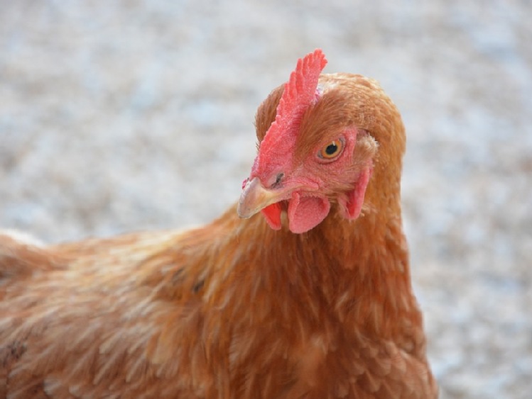 Przybywa kur w przydomowych hodowlach. Ceny detaliczne jaj są za wysokie?