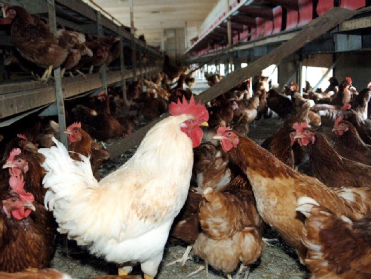 Ekspert: zmiana sposobu walki z pasożytami ptaków wykluczy skażenie jaj