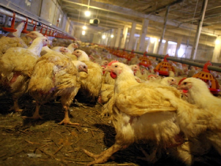 ARR: rośnie produkcja kurczaków; będą tańsze