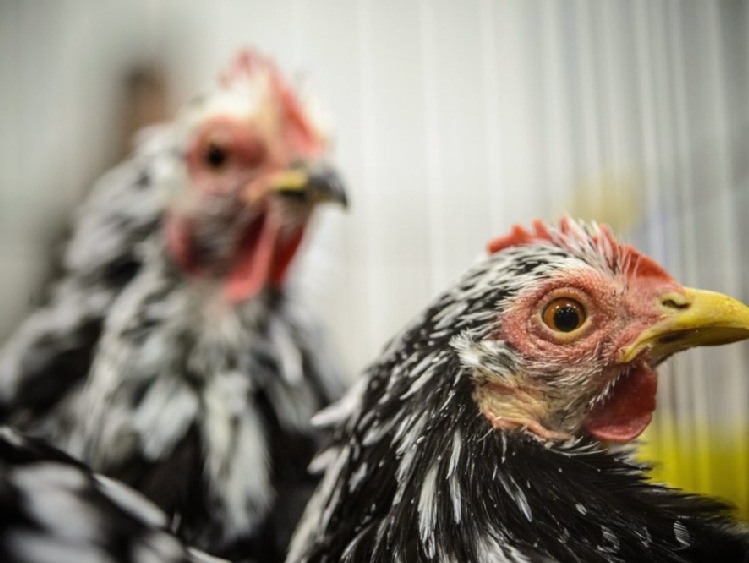 Hongkong znosi restrykcje związane z grypą ptaków w Polsce