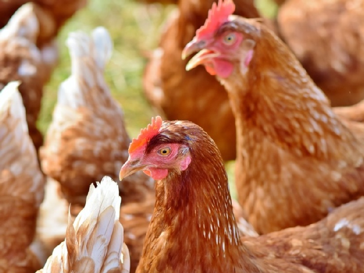 Bośnia i Hercegowina wprowadziła ograniczenia importowe w związku z grypą ptaków