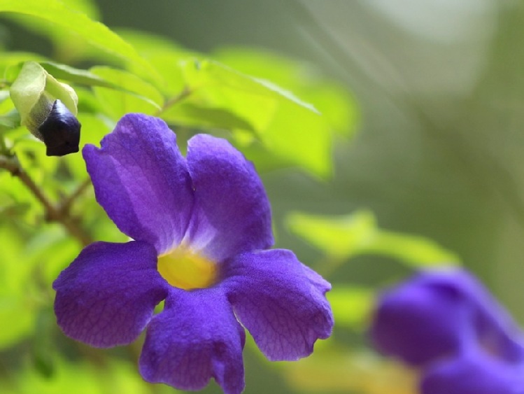 W Niegoszczy powstał ogród botaniczny; czwarty na Pomorzu Zachodnim