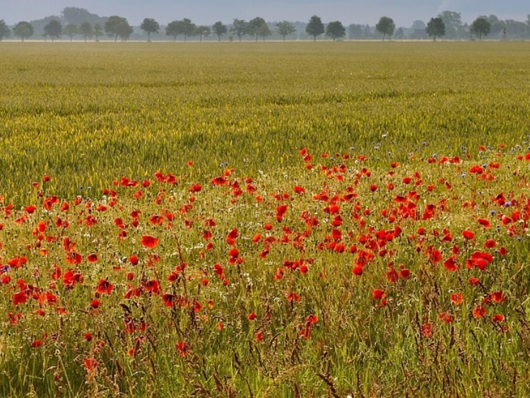 Zagospodarowanie "śmieciówek" przez KOWR