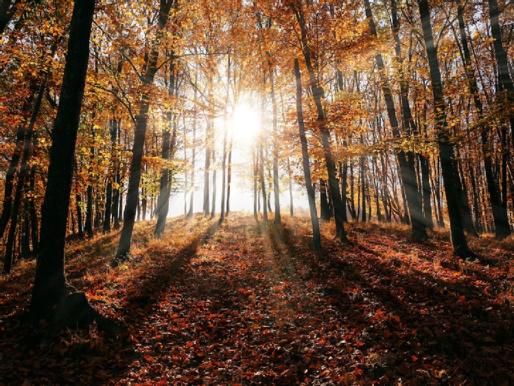 Dzień Dzikiej Fauny, Flory i Naturalnych Siedlisk