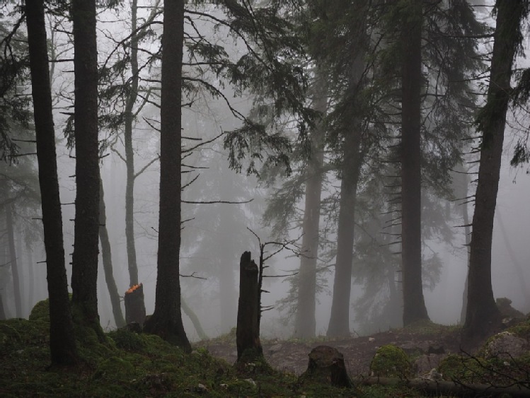 MRiRW na temat pomocy dla rolników - właścicieli lasów