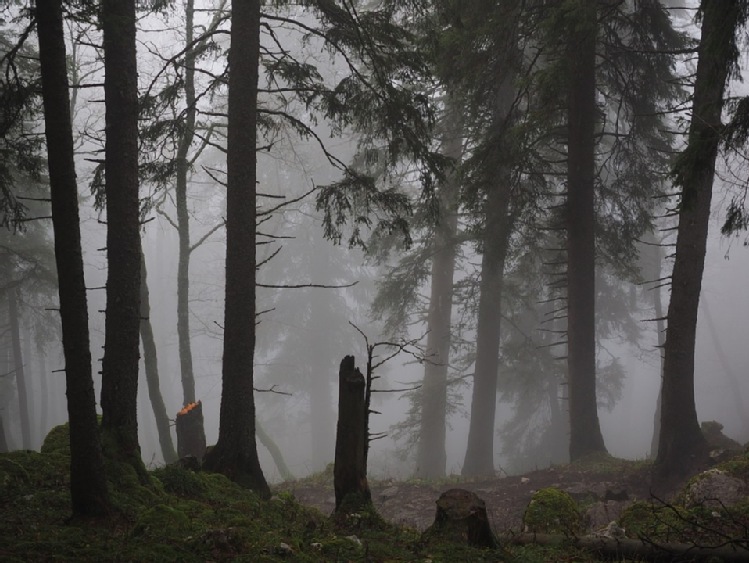 Śląskie/ 1500 ha lasów, w tym 800 doszczętnie, zniszczonych po trąbie powietrznej