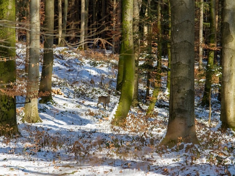 Podkarpackie/ Blisko cztery tysiące ton karmy na zimowe dokarmianie zwierząt