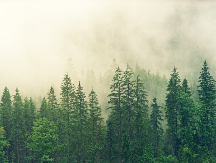 Wsparcie PE dla zrównoważonej gospodarki leśnej i osób ją wdrażających