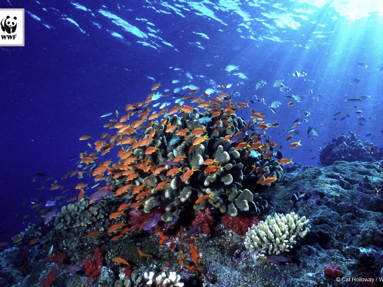 Fundacja WWF Polska ogłasza Living Planet Report 2016