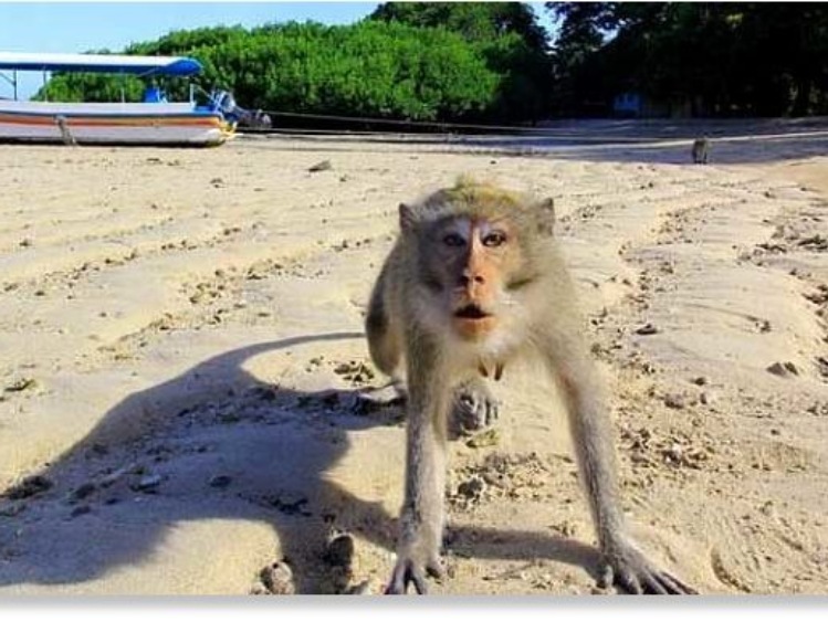 Indonezja/ Mobilizacja przeciwko makakom