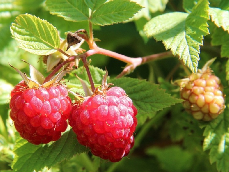 Międzynarodowe Targi Owoców i Warzyw FRUIT ATTRACTION 2021