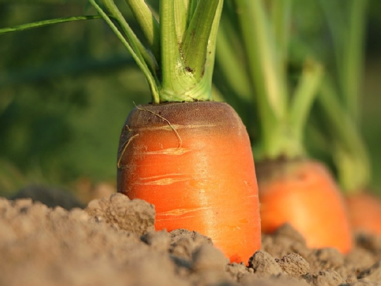 Poprawa parametrów jakościowych warzyw korzeniowych