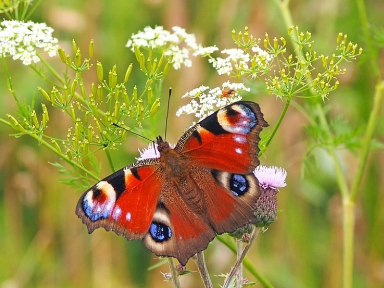 Lubuskie/ Przyrodnicy tworzą atlas motyli dziennych