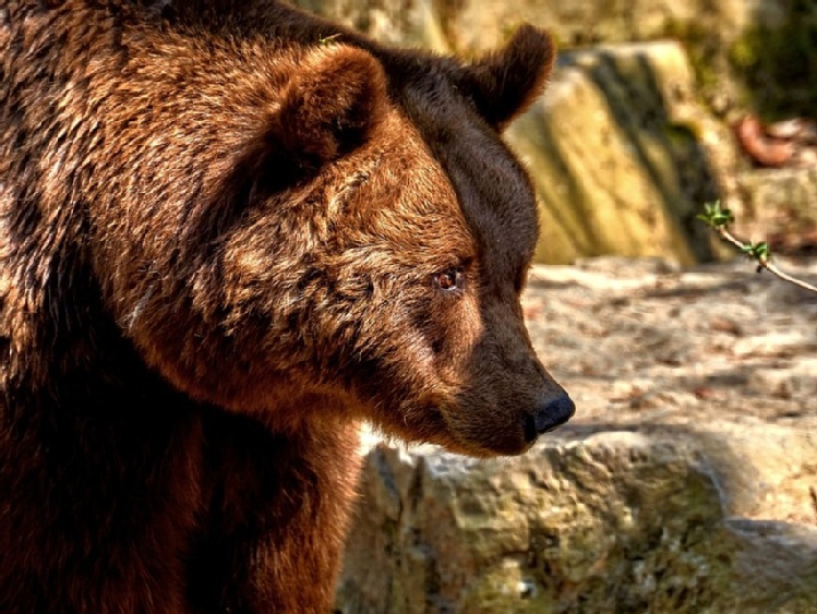 Na Podkarpaciu żyje 90 proc. polskich niedźwiedzi