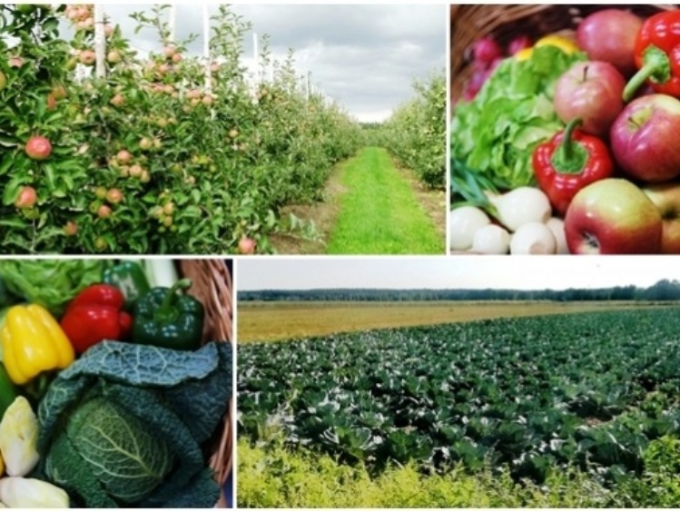 STOP przekraczaniu norm pozostałości środków ochrony roślin w żywności