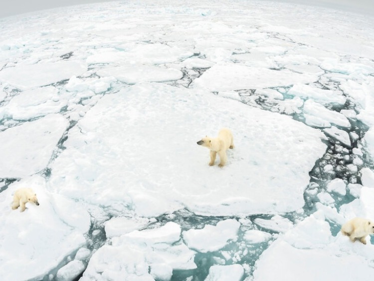 Polska blokuje europejskie dążenia do neutralności klimatycznej - kolejna stracona szansa dla świata