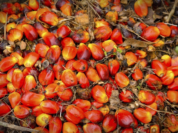 Olej palmowy znajduje się w połowie produktów
