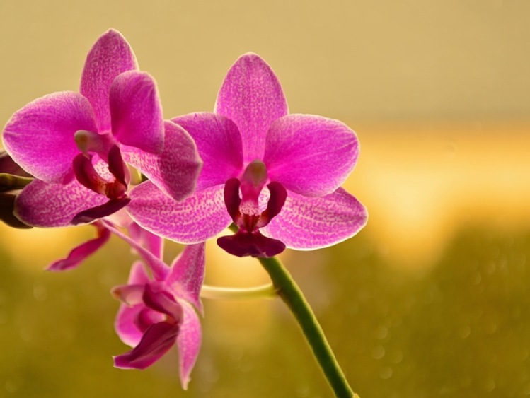 Lubelskie/ W Stężycy otwarto jedną z najnowocześniejszych szklarni na świecie do uprawy orchidei