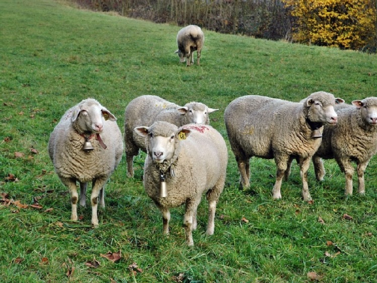 Zabezpieczenie rolników przed skutkami COVID-19