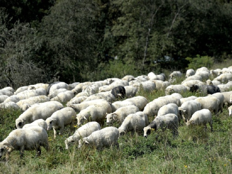 Dobiega końca tegoroczny wypas owiec na górskich pastwiskach